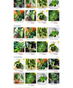 Theme wordpress bán cây xanh nhiệt đới ,cây xanh 2